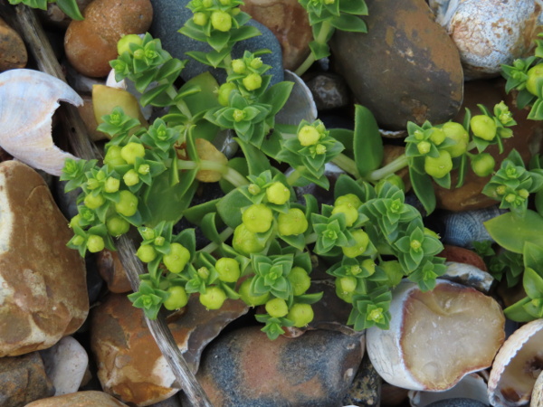 sea sandwort / Honckenya peploides: Female _Honckenya peploides_ plants have much less conspicuous flowers, often with no petals, although their fruits become quite large.