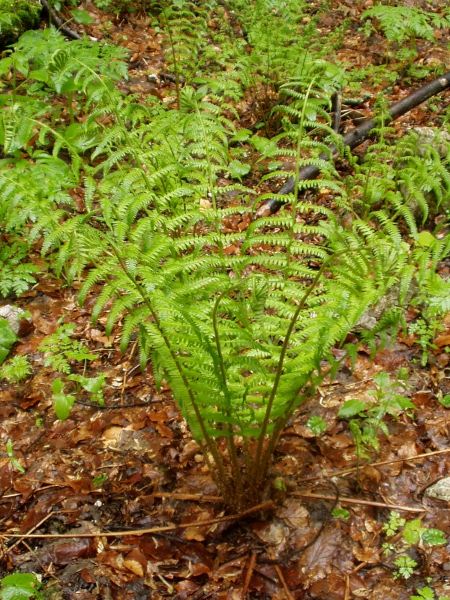 male fern / Dryopteris filix-mas: _Dryopteris filix-mas_ is a common and widespread fern, found mostly in shady woodland.