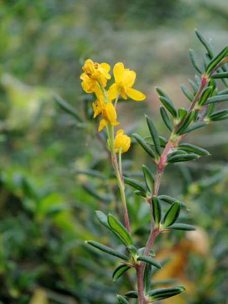 hedge barberry / Berberis × stenophylla: _Berberis_ × _stenophylla_ is a hybrid between _Berberis darwinii_ and _Berberis empetrifolia_; its leaves are typically entire, with the margins rolled under and a short terminal spine.