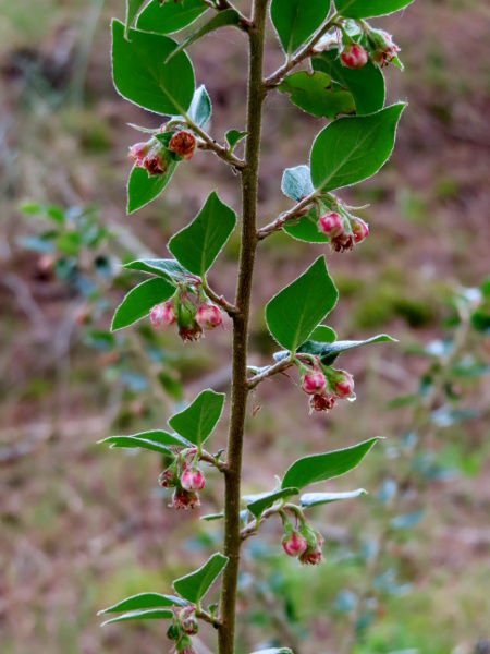Himalayan cotoneaster / Cotoneaster simonsii: _Cotoneaster simonsii_ has pointed, oval leaves, and closed, pinkish flowers.