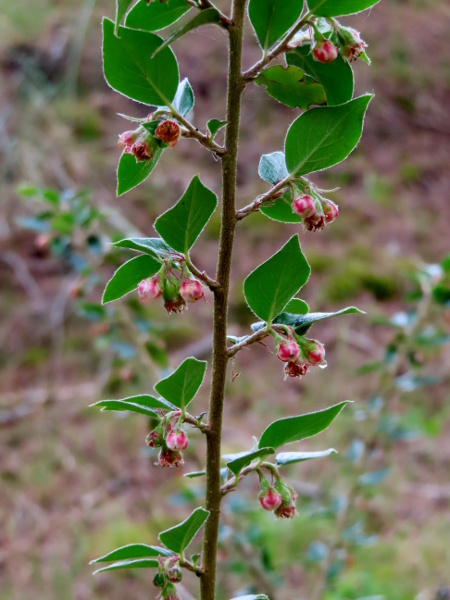 Himalayan cotoneaster / Cotoneaster simonsii