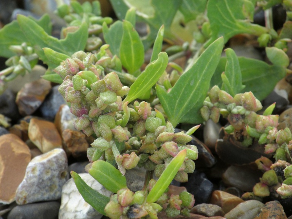 Babington’s orache / Atriplex glabriuscula: _Atriplex glabriuscula_ differs from our other maritime _Atriplex_ species (except the rare hybrid _Atriplex_ × _taschereaui_) in that the bracteoles around the fruit are fused for more than ⅓ of their length.