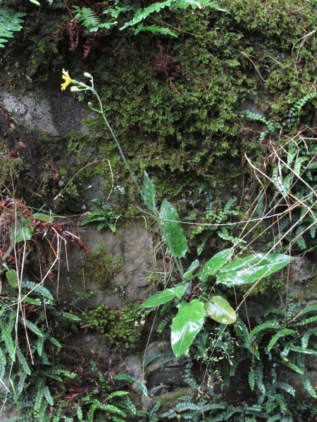 hawkweeds / Hieracium sect. Stelligera: _Hieracium_ sect. _Stelligera_ is a northern or western group of species with a similar leaf distribution to _Hieracium_ sect. _Hieracium_, but with the bristly leaves of _Hieracium_ sect. _Oreadea_.