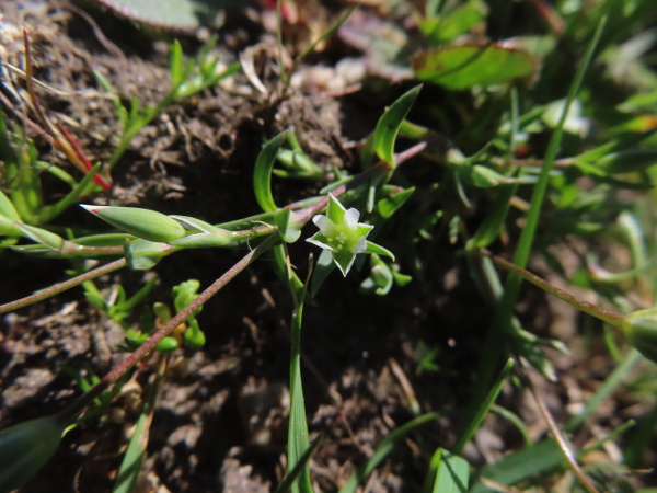 upright chickweed / Moenchia erecta: _Moenchia erecta_ is a small annual of summer-dry soils in Wales, the Welsh Marches, southern England and the Northumberland coast; it has 4-parted flowers with oblong, entire petals.