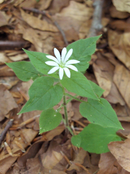 wood stitchwort / Stellaria nemorum