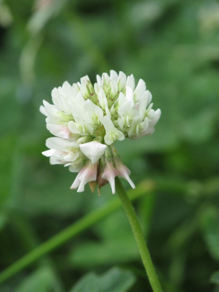 white clover / Trifolium repens: _Trifolium repens_ is our commonest clover species; it has white flowers in round heads.