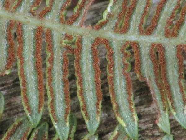 bracken / Pteridium aquilinum: The sporangia of _Pteridium aquilinum_ run under the rolled-down edges of the leaves.