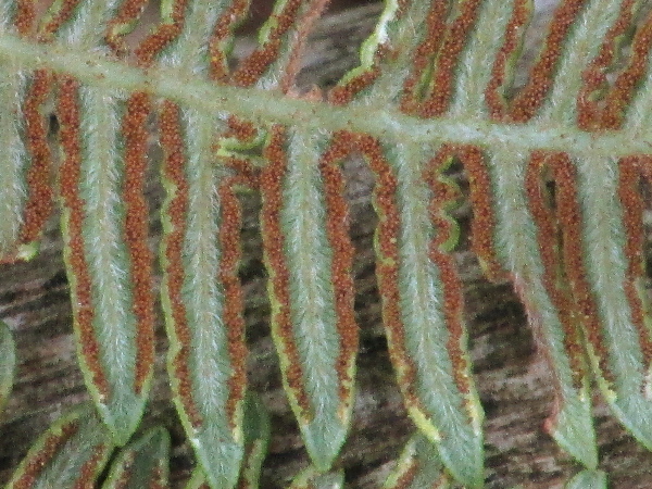 bracken / Pteridium aquilinum: The sporangia of _Pteridium aquilinum_ run under the rolled-down edges of the leaves.