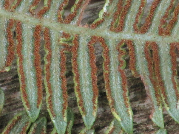 bracken / Pteridium aquilinum