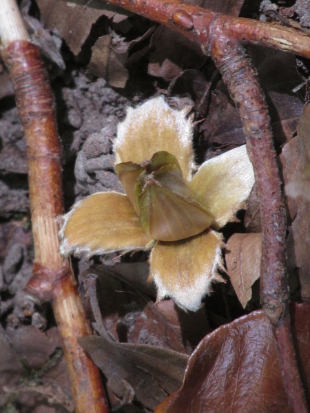 beech / Fagus sylvatica