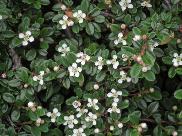 procumbent cotoneaster / Cotoneaster prostratus