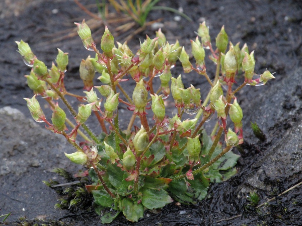 starry saxifrage / Micranthes stellaris: _Micranthes stellaris_ has superior ovaries (the sepals are attached below the fruit), and sessile or shortly stalked basal leaves.