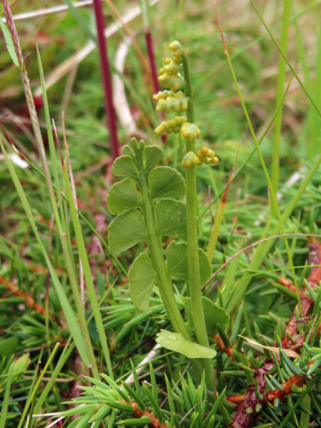 moonwort / Botrychium lunaria: _Botrychium lunaria_ has a pinnate photosynthetic leaf and branched spore-producing leaf.