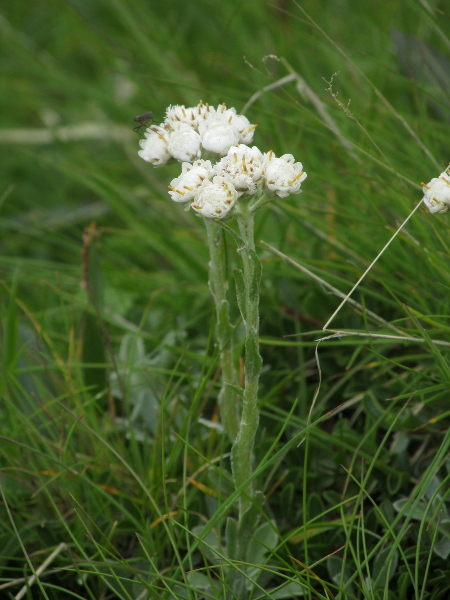 mountain everlasting / Antennaria dioica: _Antennaria dioica_ is an <a href="aa.html">Arctic–Alpine</a> plant that is widespread in Scotland but restricted to base-rich hills further south; male plants have flattish inflorescences.