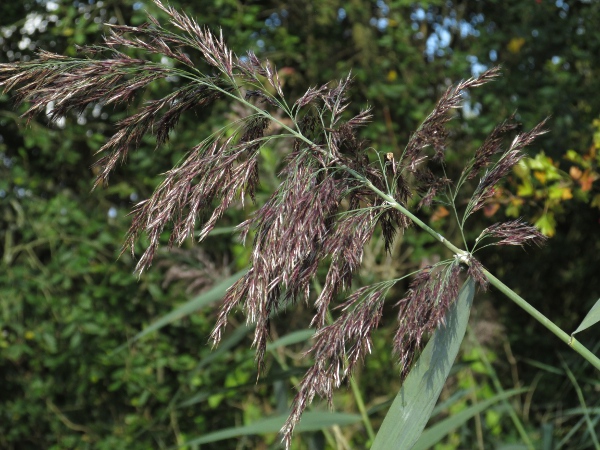 common reed / Phragmites australis: Inflorescence