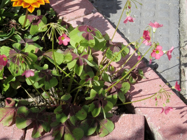 four-leaved pink sorrel / Oxalis tetraphylla