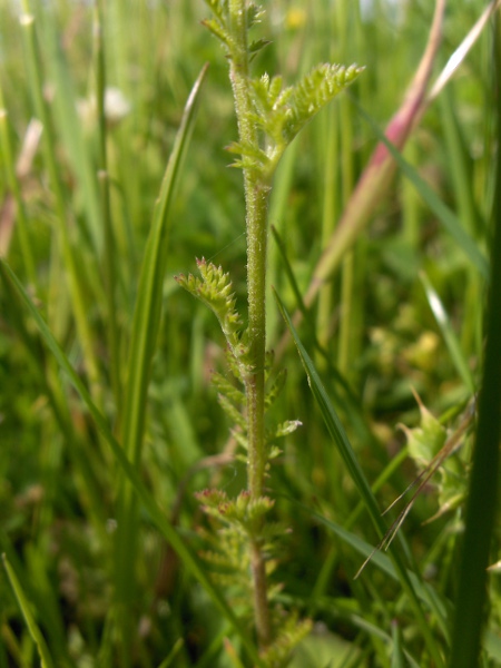 corn chamomile / Anthemis arvensis: The leaves of _Anthemis arvensis_ are finely dissected and rather hairy.