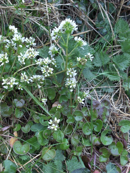 common scurvy-grass / Cochlearia officinalis: _Cochlearia officinalis_ is very closely related to _Cochlearia micacea_ and _Cochlearia pyrenaica_.