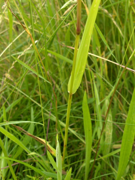 yellow oat-grass / Trisetum flavescens