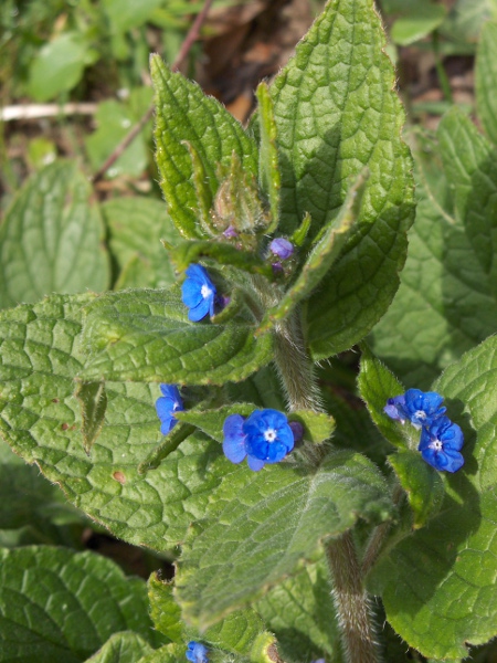 green alkanet / Pentaglottis sempervirens