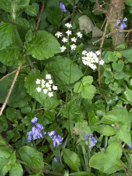 pignut / Conopodium majus: _Conopodium majus_ is found in woodland and grasslands over a wide range of soil types.