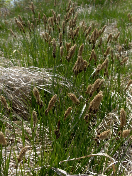 spring sedge / Carex caryophyllea