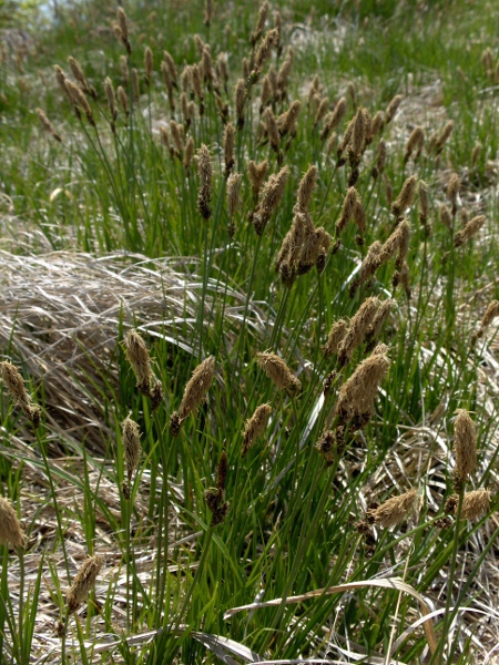 spring sedge / Carex caryophyllea: _Carex caryophyllea_ has short rhizomes, and can spread to form large patches.