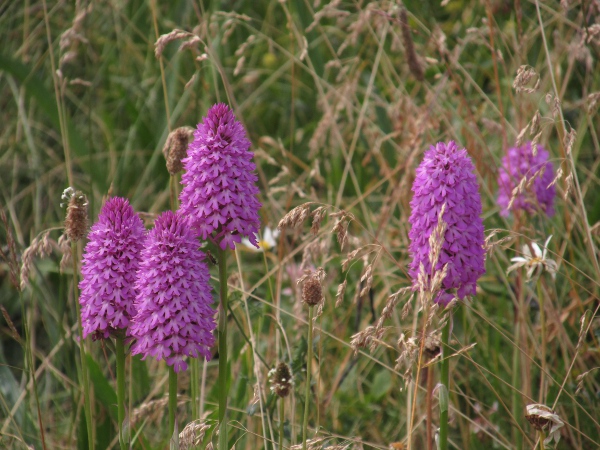 pyramidal orchid / Anacamptis pyramidalis: _Anacamptis pyramidalis_ grows in dry calcareous grassland in southern and central England and Ireland, and in dune slacks elsewhere.