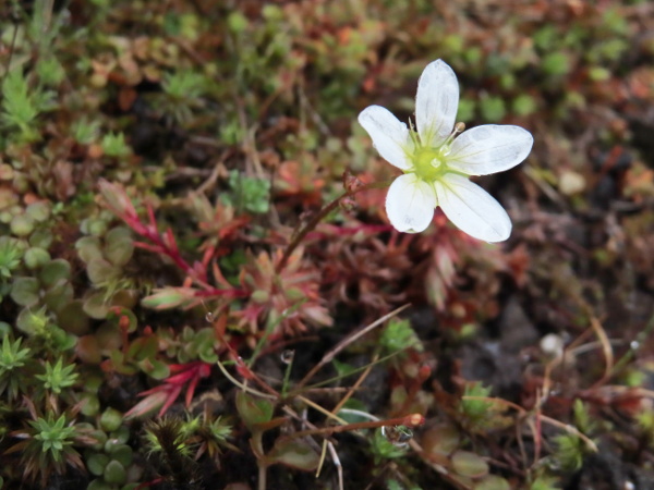 mossy saxifrage / Saxifraga hypnoides: _Saxifraga hypnoides_ forms loose mats in mountains across the British Isles and on some cliffs at lower altitudes.