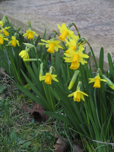 head-to-head daffodil / Narcissus × cyclazetta: _Narcissus_ × _cyclazetta_ includes the popular cultivar ’Tête à tête’; it is the product of hybridisation between _Narcissus cyclamineus_ and _Narcissus tazzetta_.