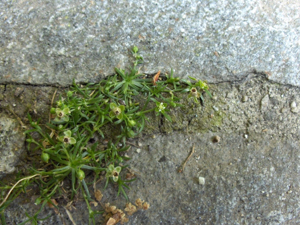 procumbent pearlwort / Sagina procumbens: _Sagina procumbens_ is a ubiquitous but often overlooked plant; it is perennial, forming ground-hugging mats, and its petals are tiny or – more often – absent.