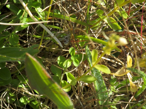 perennial centaury / Centaurium portense