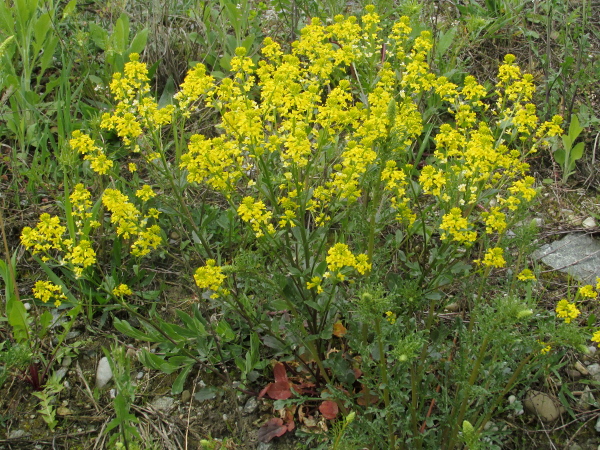 winter cress / Barbarea vulgaris: _Barbarea vulgaris_ is a plant of damp but not strongly acidic soils, and is especially frequent along river valleys.