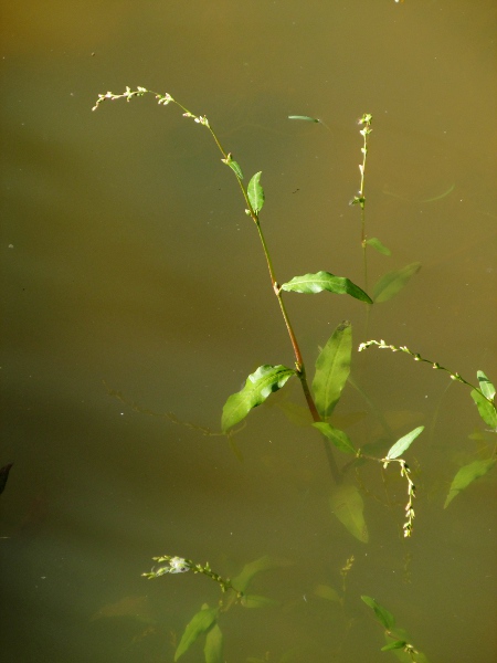 water pepper / Persicaria hydropiper: _Persicaria hydropiper_ is a plant of damp places, with peppery-tasting leaves, and yellow sessile glands on the calyx.