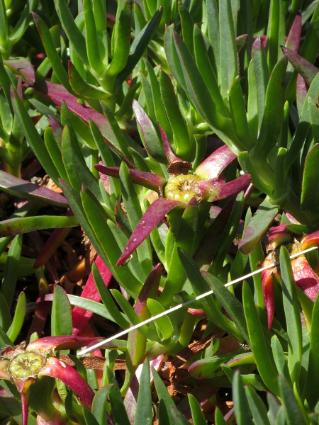 Hottentot fig / Carpobrotus edulis