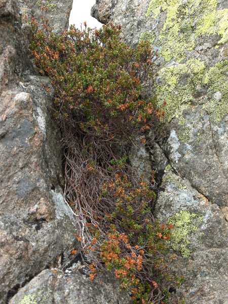 crowberry / Empetrum nigrum: _Empetrum nigrum_ is a widespread plant of upland areas of the British Isles.