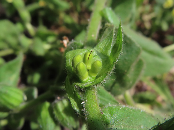 yellow monkswort / Nonea lutea: Inside the fruiting calyx of _Nonea lutea_ are 4 shortly hairy nutlets.