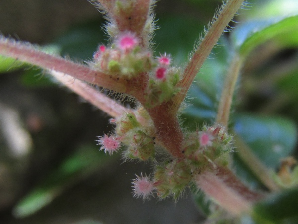 pellitory-of-the-wall / Parietaria judaica: These flowers are female, with pink fringed stigmas, but they may be male or bisexual.