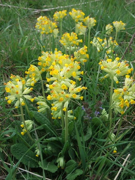 cowslip / Primula veris: The flowers of _Primula veris_ are smaller and less open than _Primula vulgaris_ or _Primula elatior_, and have red spots at the base of the petals.
