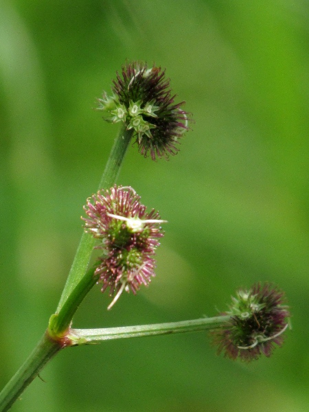 sanicle / Sanicula europaea: The fruits of _Sanicula europaea_ are covered in hooked bristles.