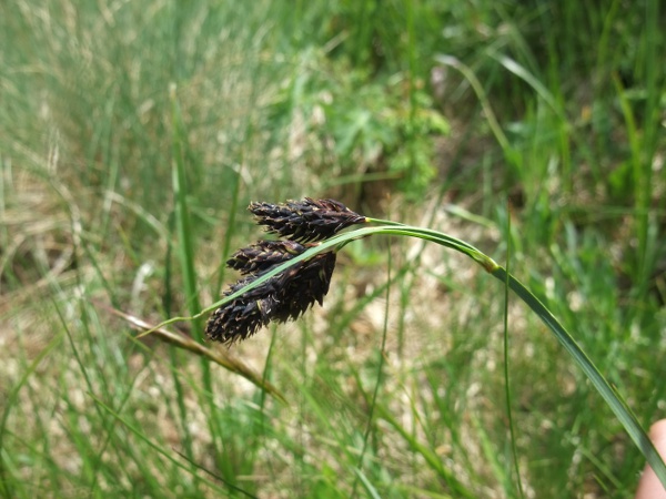 black Alpine sedge / Carex atrata: The spikes of _Carex atrata_ have female flowers at the tip and male flowers below, in contrast to _Carex atrofusca_.