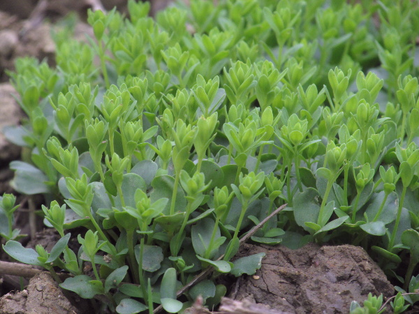 common purslane / Portulaca oleracea