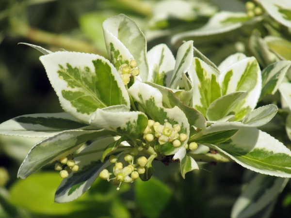 evergreen spindle / Euonymus japonicus