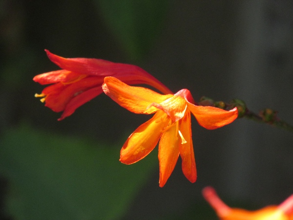 montbretia / Crocosmia × crocosmiiflora: The flowers of _Crocosmia_ × _crocosmiiflora_ have tepal-lobes as long as the corolla-tube that diverge widely from each other.