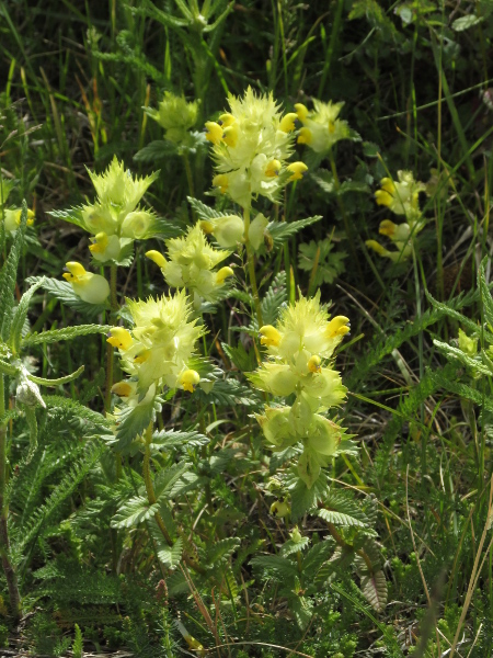 greater yellow rattle / Rhinanthus angustifolius: _Rhinanthus angustifolius_ is a rare annual, mostly restricted to Surrey; it has larger flowers than _Rhinanthus minor_, with a narrower opening, and typically paler bracts.