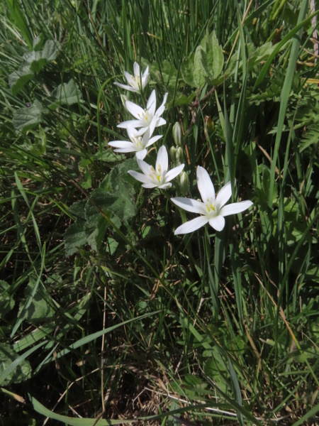 star-of-Bethlehem / Ornithogalum umbellatum: As well as the more frequent _O. umbellatum_ subsp. _umbellatum_, a second subspecies (_O. umbellatum_ subsp. _campestre_ = _Ornithogalum angustifolium_) has fewer, smaller flowers; it may be native to parts of England.