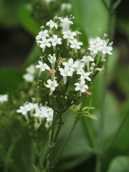 Turkish valerian / Valeriana phu: Inflorescence