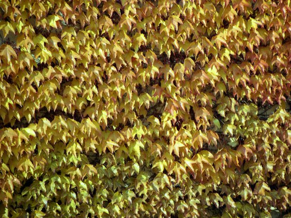 Boston ivy / Parthenocissus tricuspidata