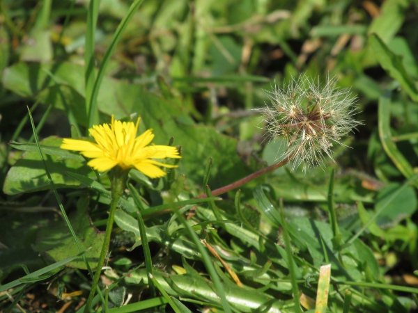 lesser hawkbit / Leontodon saxatilis: _Leontodon saxatilis_ can only be reliably identified by its achenes; most have a pappus of feathery hairs, but the outermost row have a ring of scales instead.