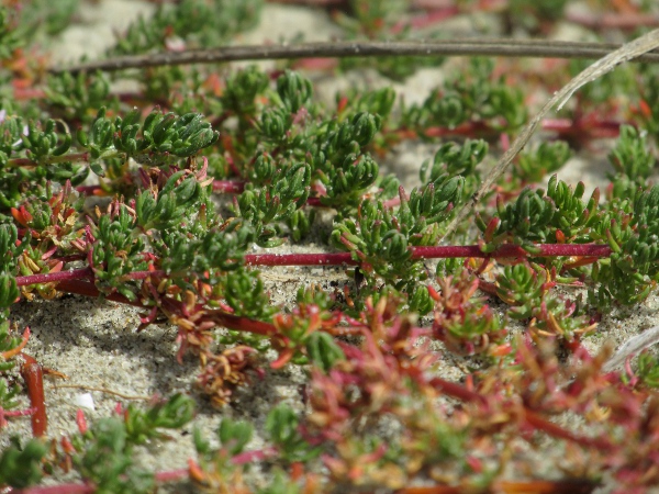 sea heath / Frankenia laevis: _Frankenia laevis_ forms tangled mats on sand dunes from the Solent to the Wash, and has been introduced elsewhere.